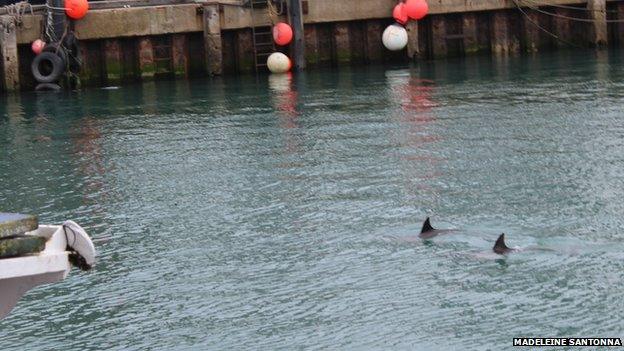 Weymouth dolphins