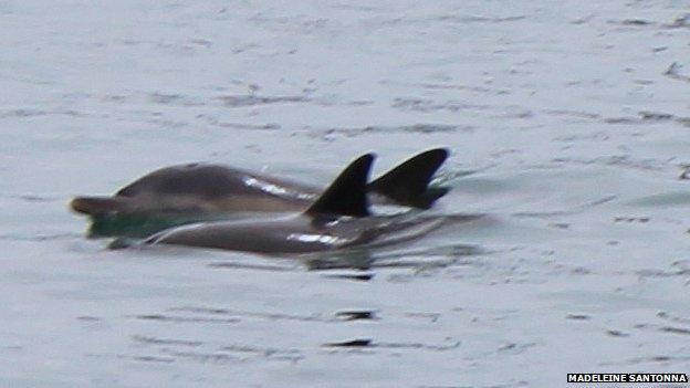 Dolphins in Weymouth