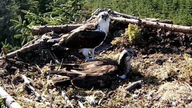 Nesting ospreys