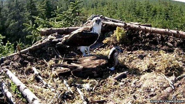 Nesting ospreys