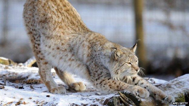 the Eurasian Lynx