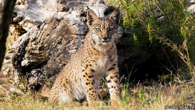 The iberian Lynx