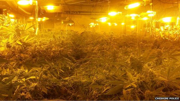 Cannabis farm at Daresbury Hall