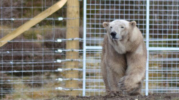 Polar bear Victoria