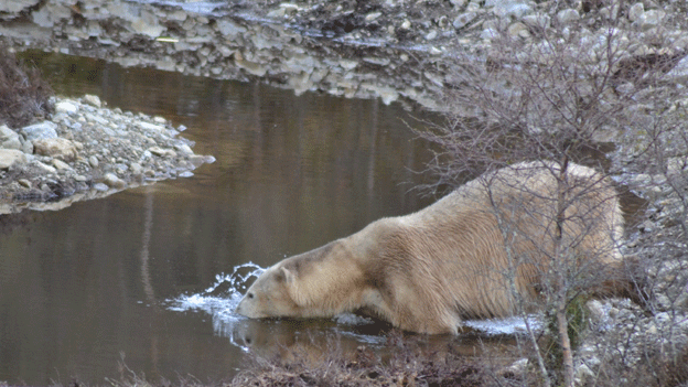 Polar bear Victoria