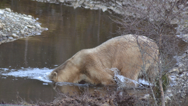 Polar bear Victoria