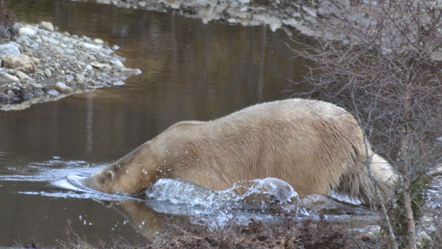 Polar bear Victoria