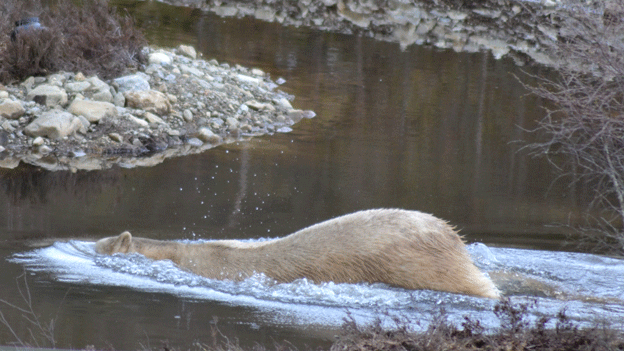 Polar bear Victoria