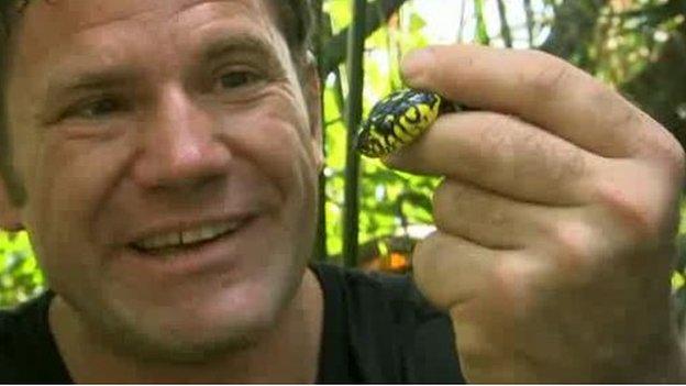 Steve Backshall and the mangrove snake