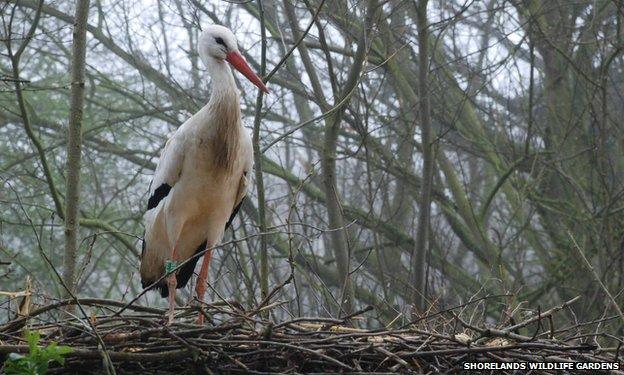 White stork on nest