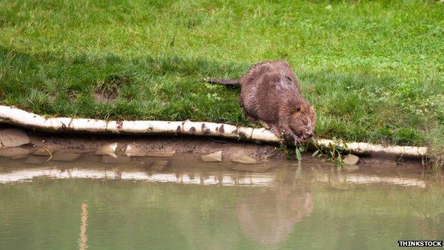 Beaver bank