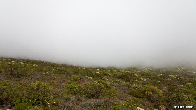 Fog in the Chilean hills