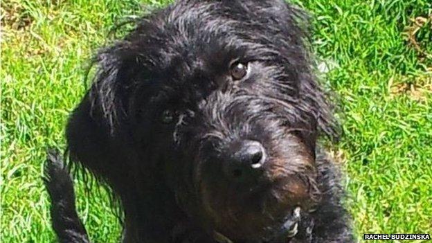 Bee, a black labradoodle dog