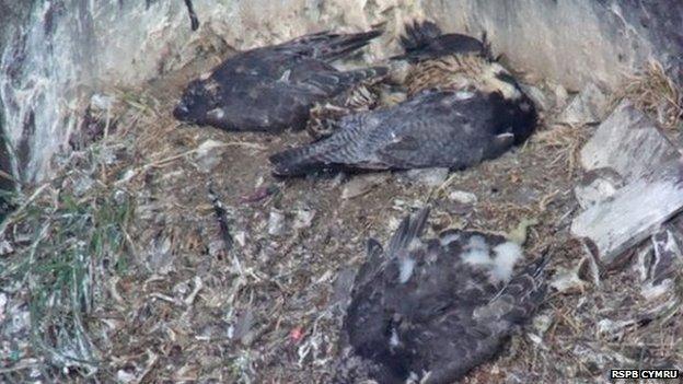 Poisoned Peregrines