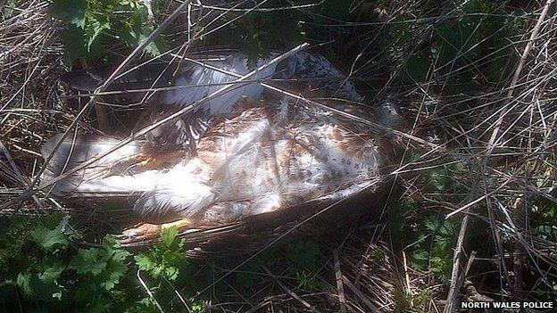 A buzzard found dead on Anglesey