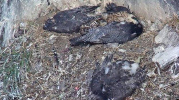 Poisoned Peregrines