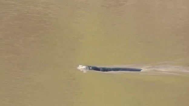 Seal at Chepstow