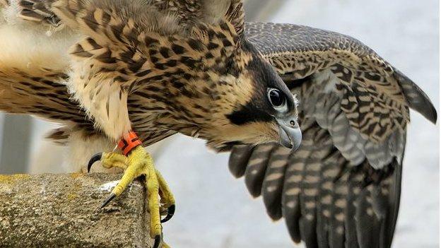 Peregrine falcon on Norwich Cathedral