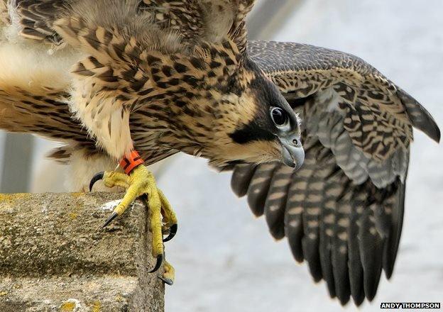 Peregrine falcon on Norwich Cathedral