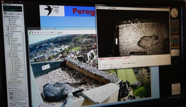 Screen shot of the live Norwich peregrine falcons' camera feeds