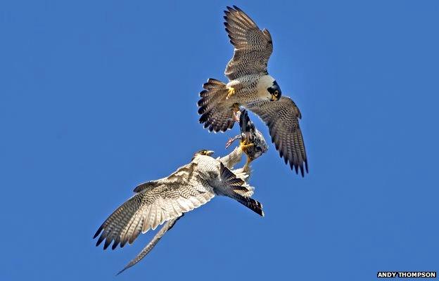 Peregrine falcons make mid-air food pass