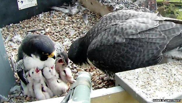 Cathedral chick 2015 fed by falcon and brooded by tercel