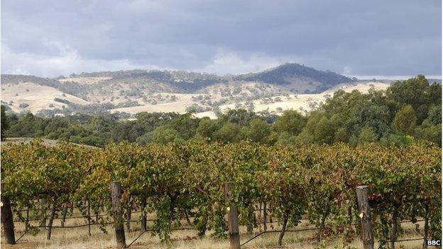 A vineyard in the Barossa Valley near Adelaide, Australia