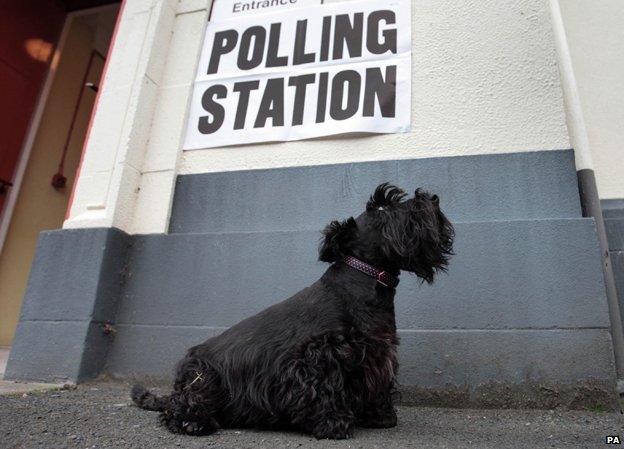 Dog at polling station