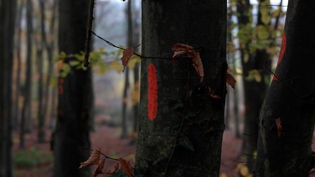 Company Of Trees