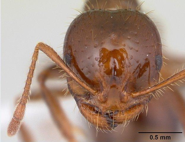 The fire ant species Solenopsis invictica (c) Antweb