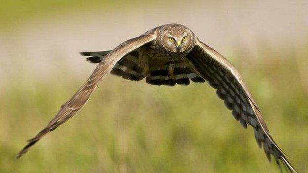 hen harrier in flight