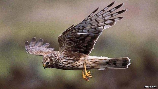 hen harrier