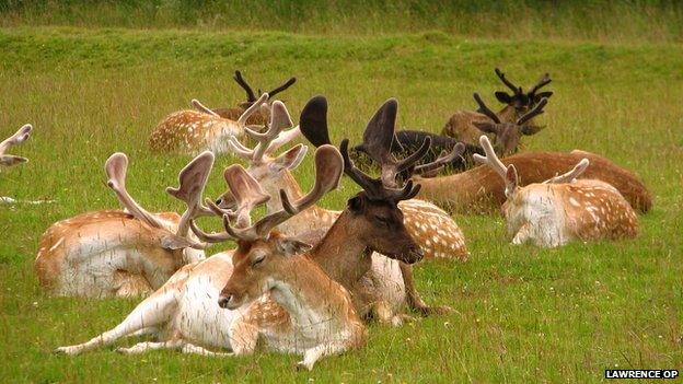 Deer in Bradgate Park