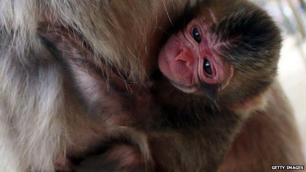 Newborn macaque monkey