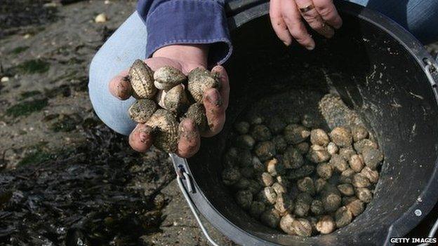 A close up of someone holding a collection of cockles over a bucket