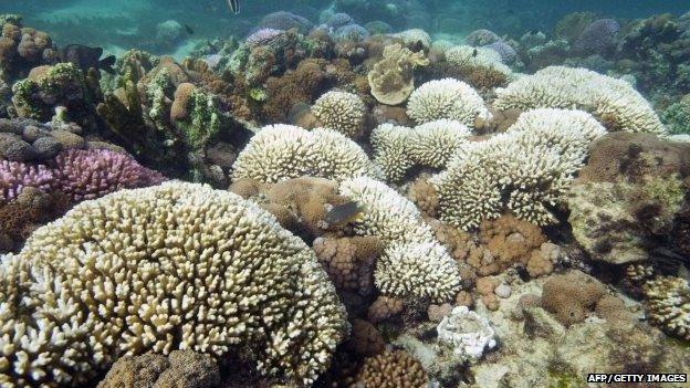 Coral in Australia's Great Barrier Reef