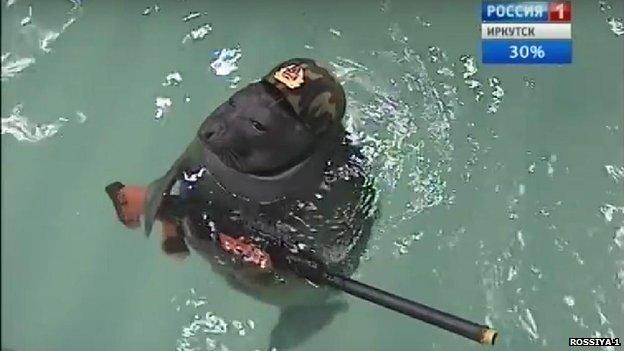 Seal wearing a paratrooper's cap and holding a toy gun