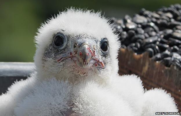 Peregrine falcon chick at Norwich Cathedral