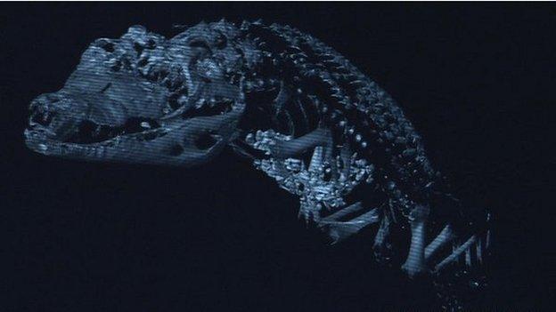 Crocodile scan