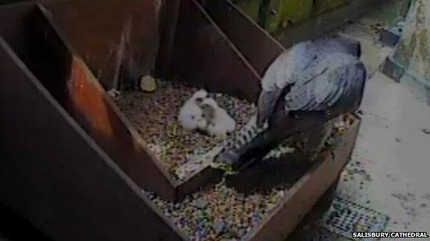 Peregrine falcon and chicks in nest box