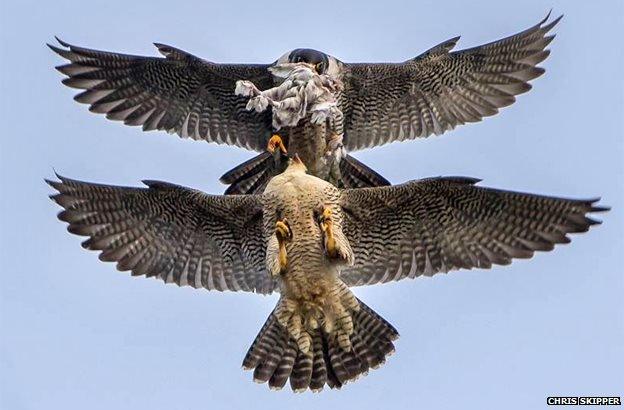 Adult peregrines fly at full wing span to make a food pass