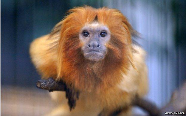 Golden Lion Tamarin