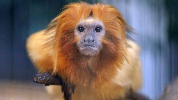 Golden Lion Tamarin