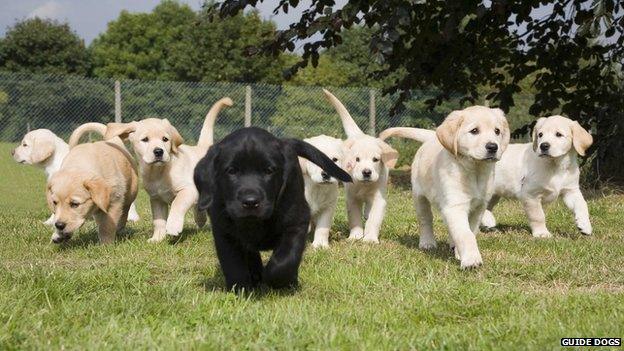 A group of puppies