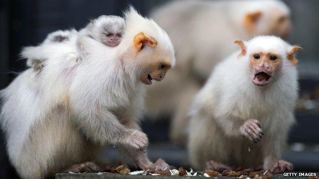 Silvery marmosets at Whipsnade Zoo in the UK in January 2013