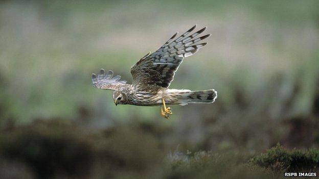 Hen harrier