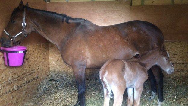 New foal Rodney with his mother