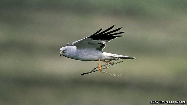 Hen harrier