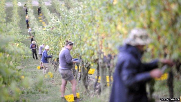 People pick fruit on an Australian farm