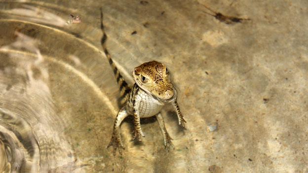 A baby caiman, swimming